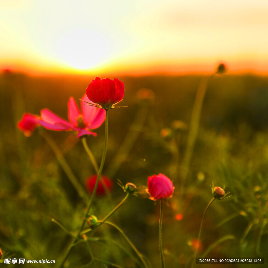 夕阳下的娇艳格桑花