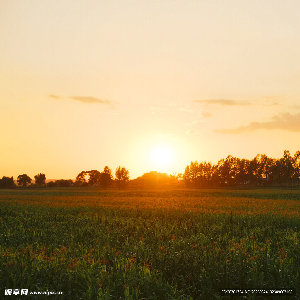 夕阳下的广袤田野