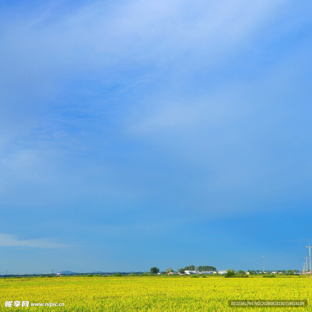 金黄田野与蓝天白云美景