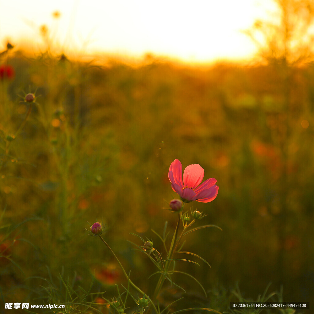 夕阳下的娇艳粉色小花
