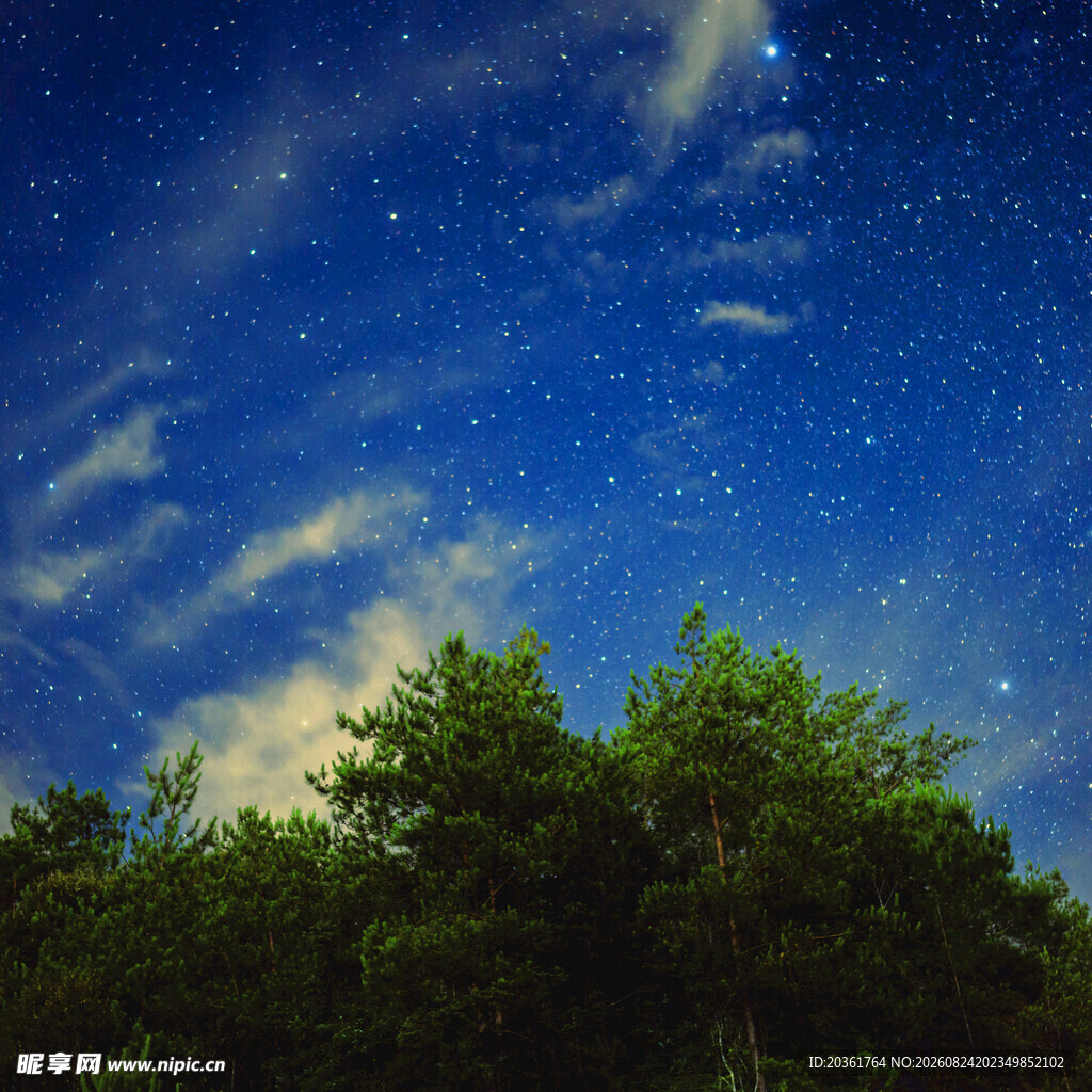 夜空下的葱郁树林