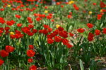 红色郁金香花海