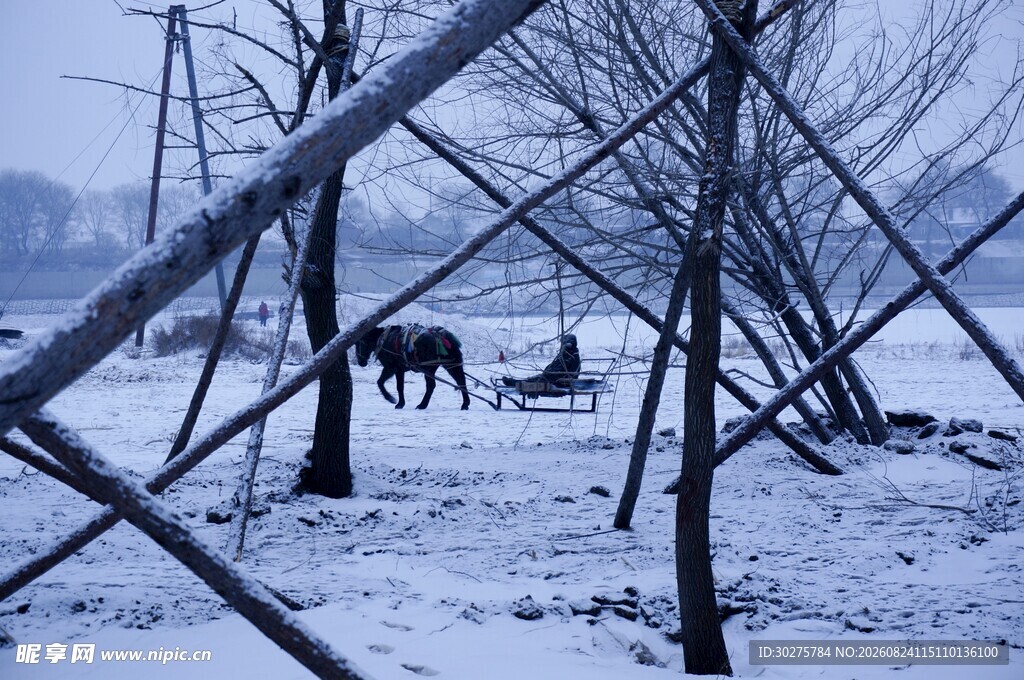 雪地中架着围栏的马匹