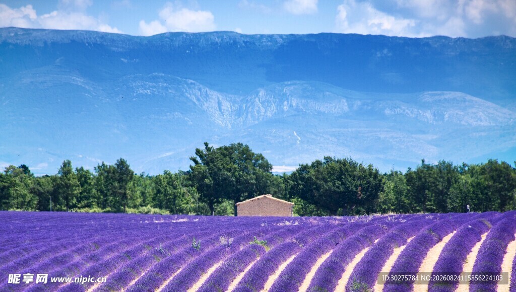 紫色薰衣草田美景