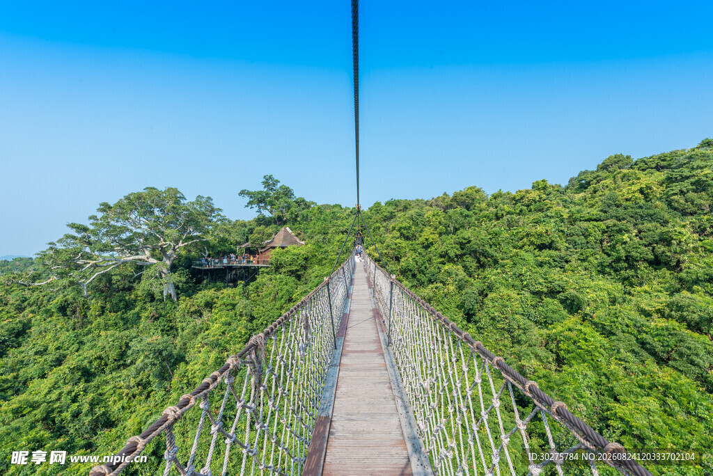 森林中的悬索桥景观