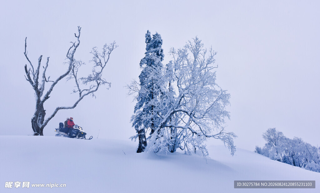 雪覆树木的冬日美景