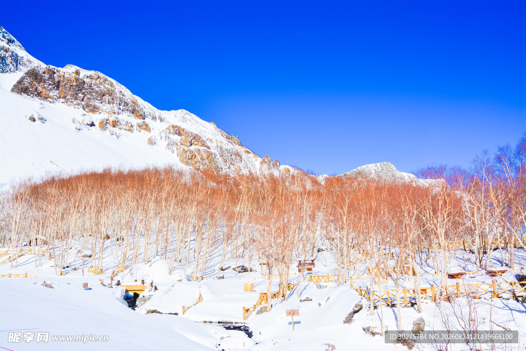 雪山下的绚烂红林景观
