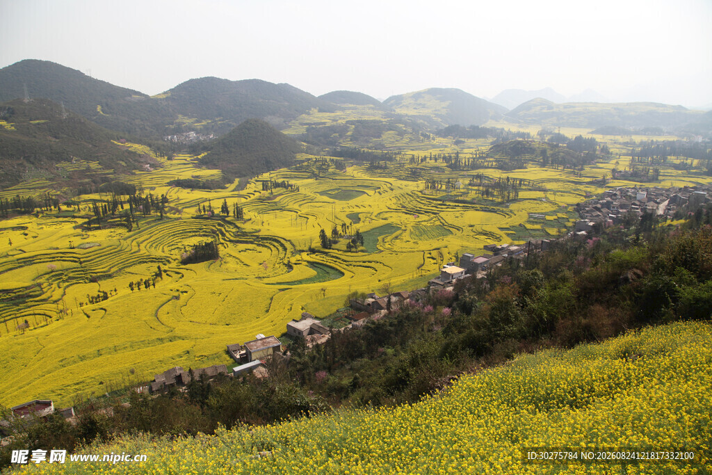 金黄油菜花田与远山美景
