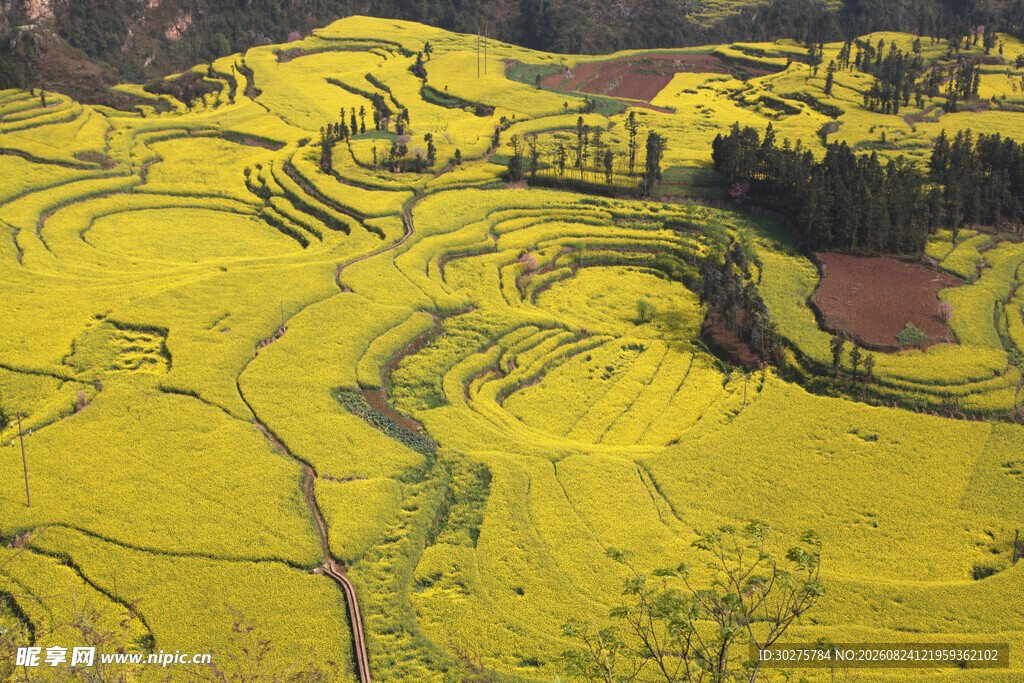 金黄梯田油菜花美景