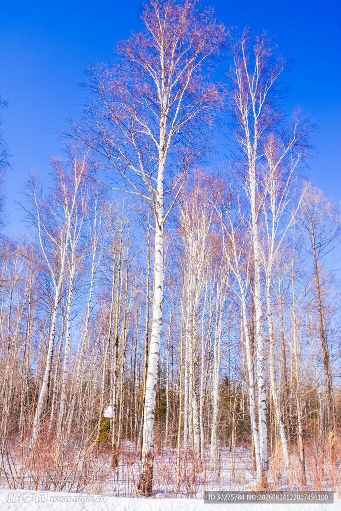 冬日白桦林雪景