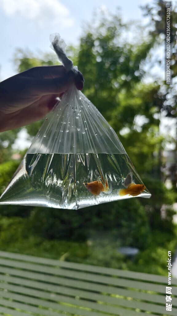 金鱼