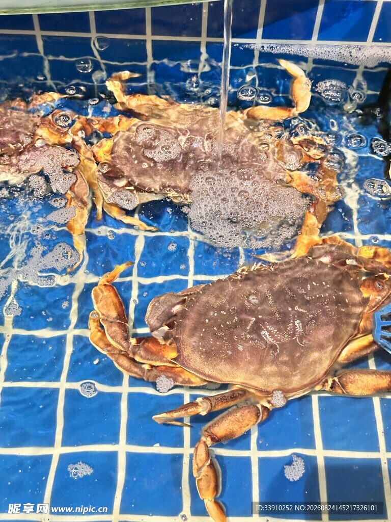 海鲜池里的面包蟹