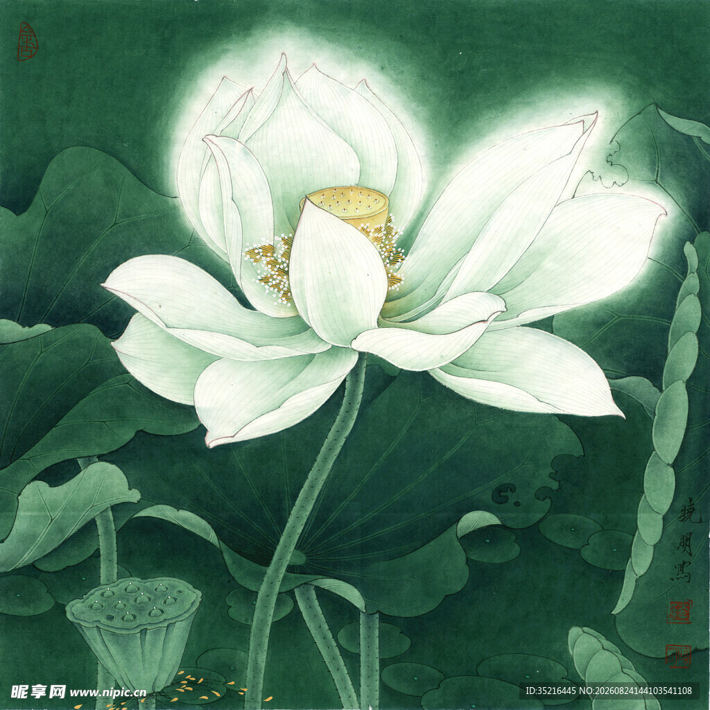 圣洁白荷绽放于绿意间