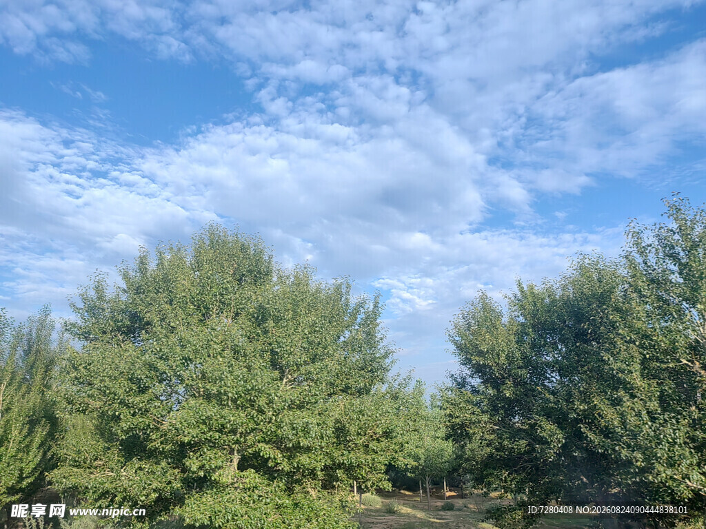 蓝天白云下的葱郁树林