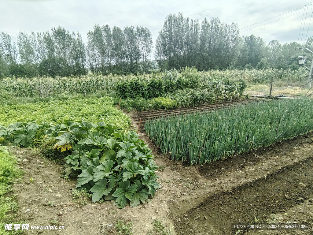 田园蔬菜种植景观
