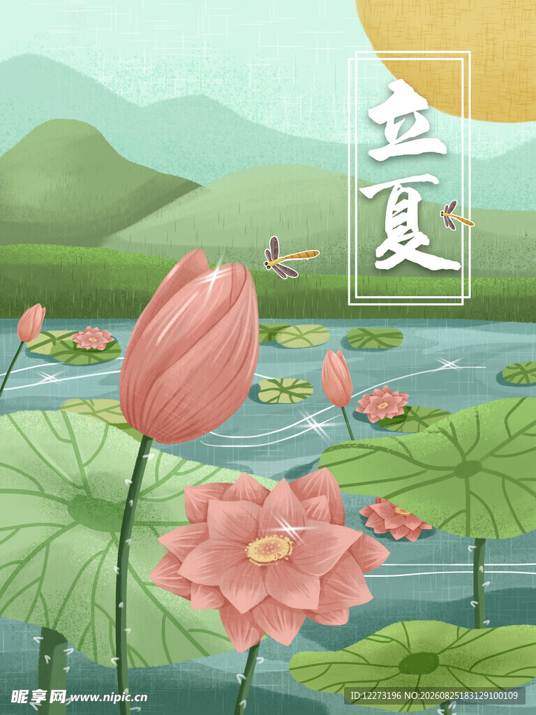立夏时节荷花绽放美景