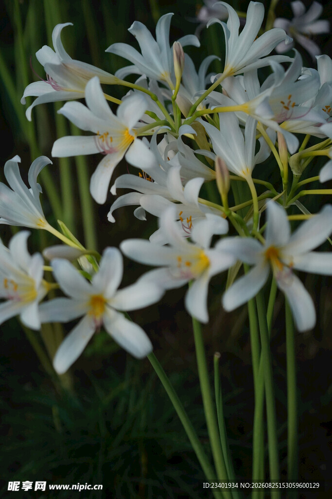 长筒石蒜花