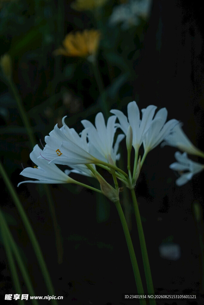 长筒石蒜花