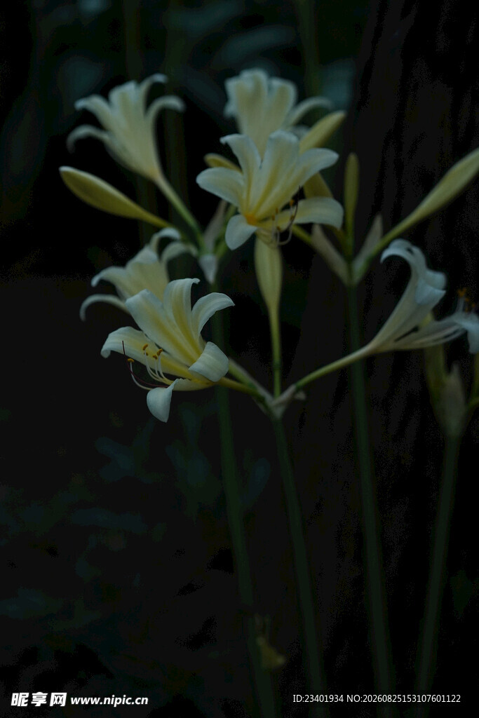 石蒜花