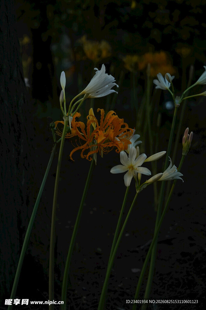 石蒜花