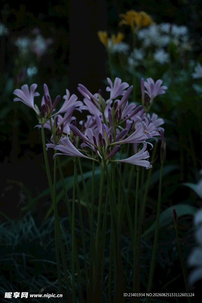 鹿葱石蒜花