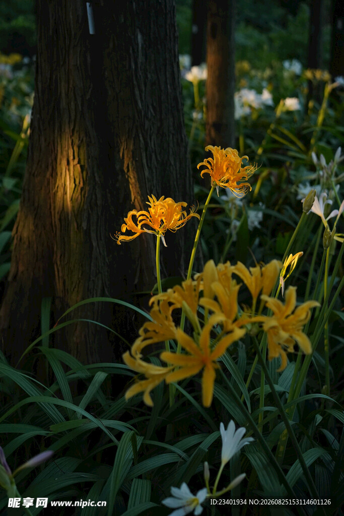 石蒜花