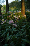 石蒜花丛