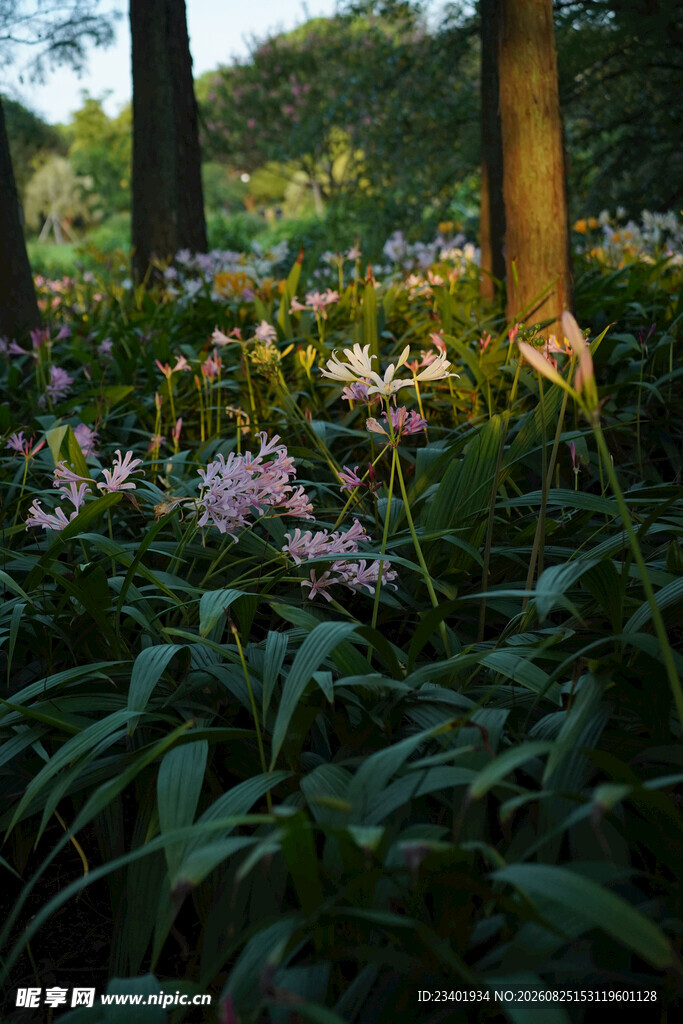 石蒜花丛