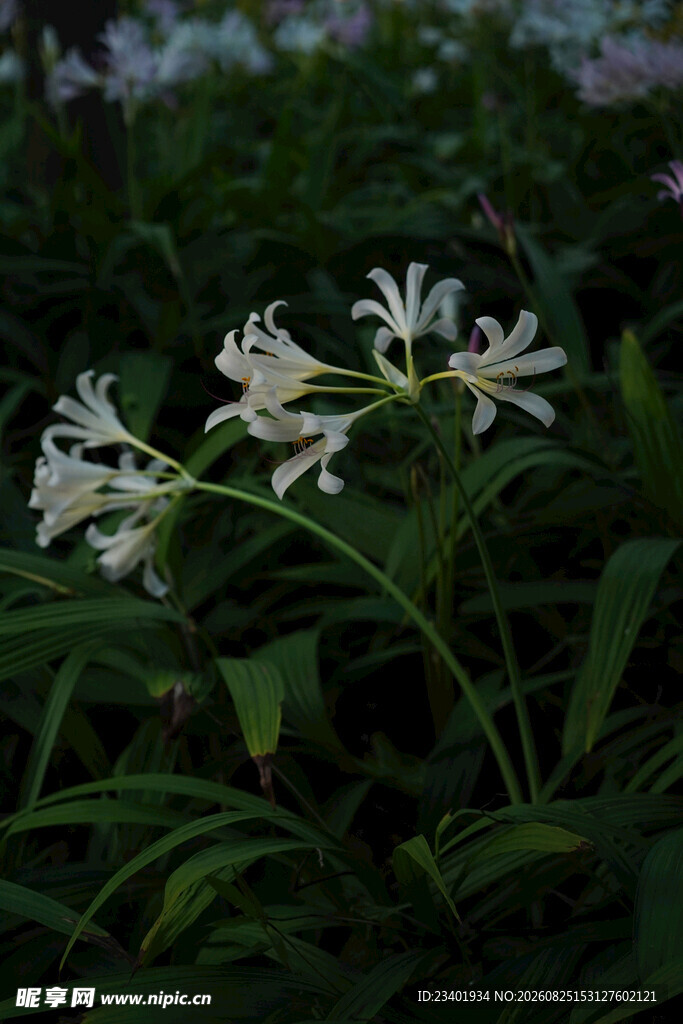 石蒜花