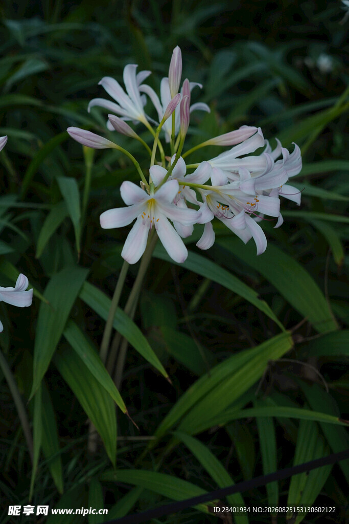 石蒜花