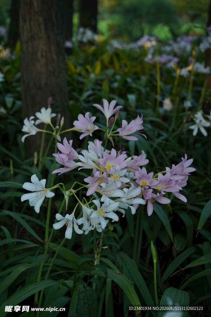 石蒜花