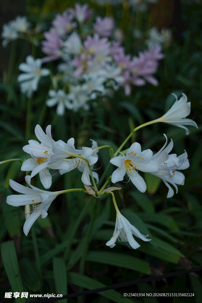 石蒜花