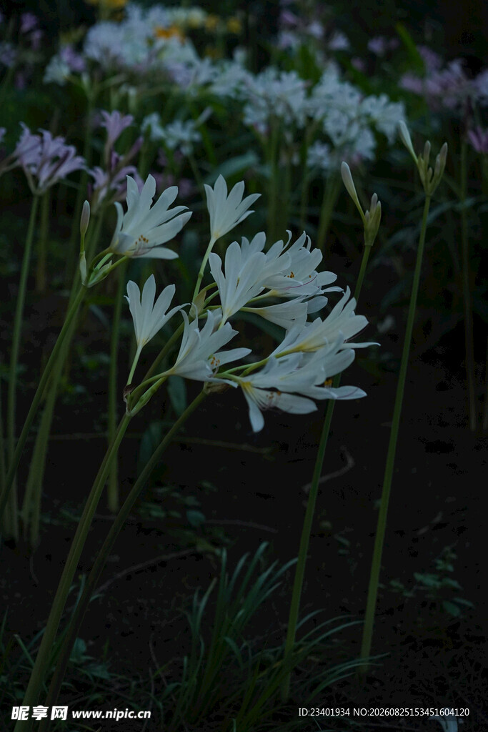 长筒石蒜花