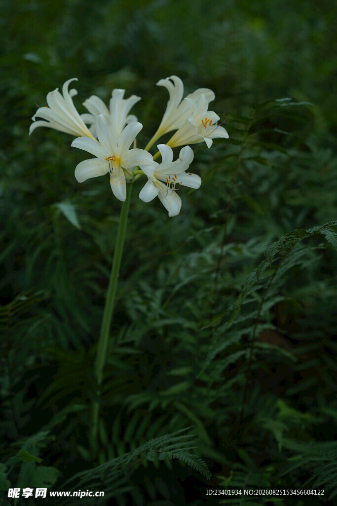 长筒石蒜花