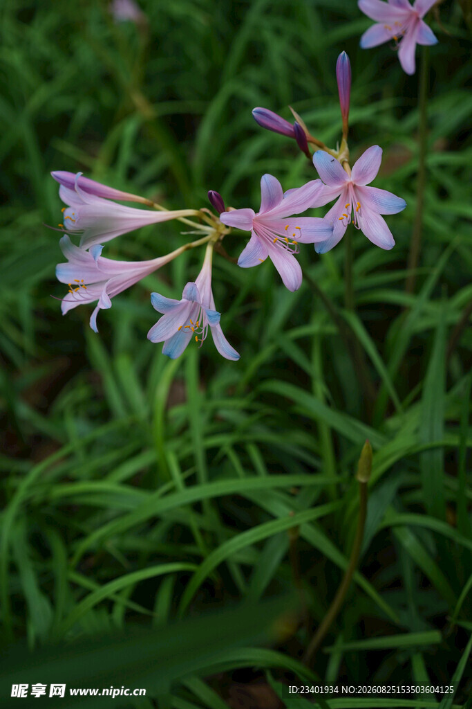 换锦花