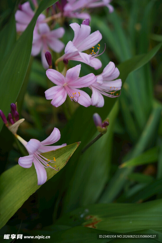 换锦花