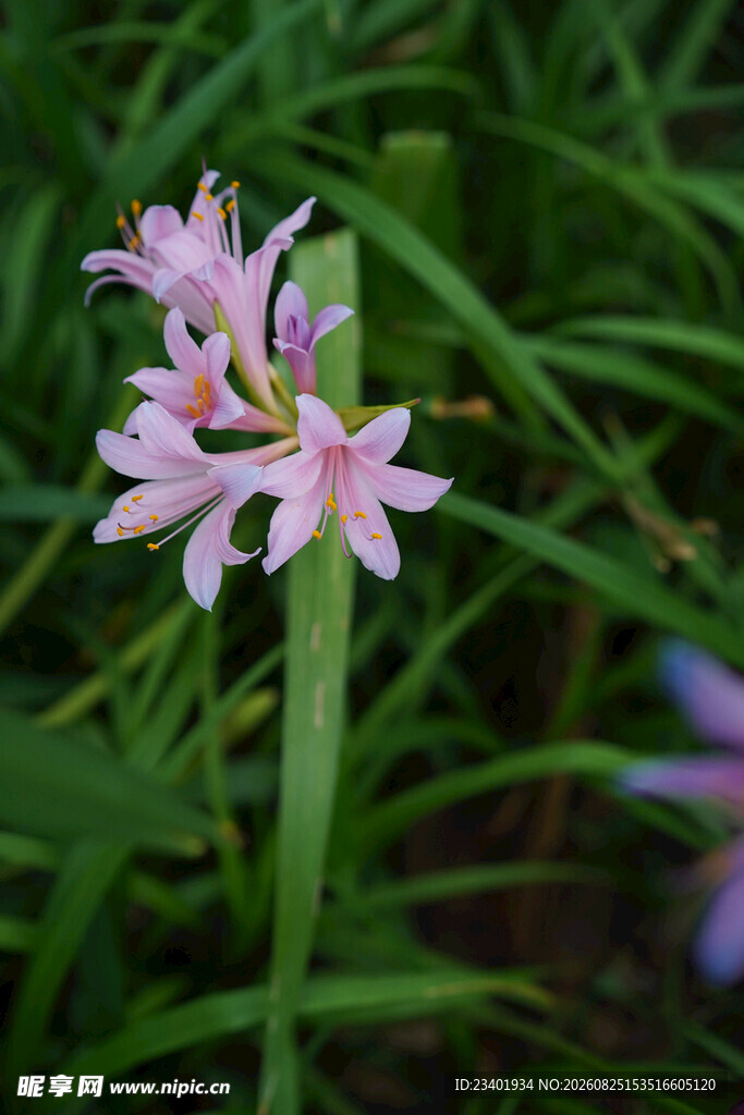 换锦花