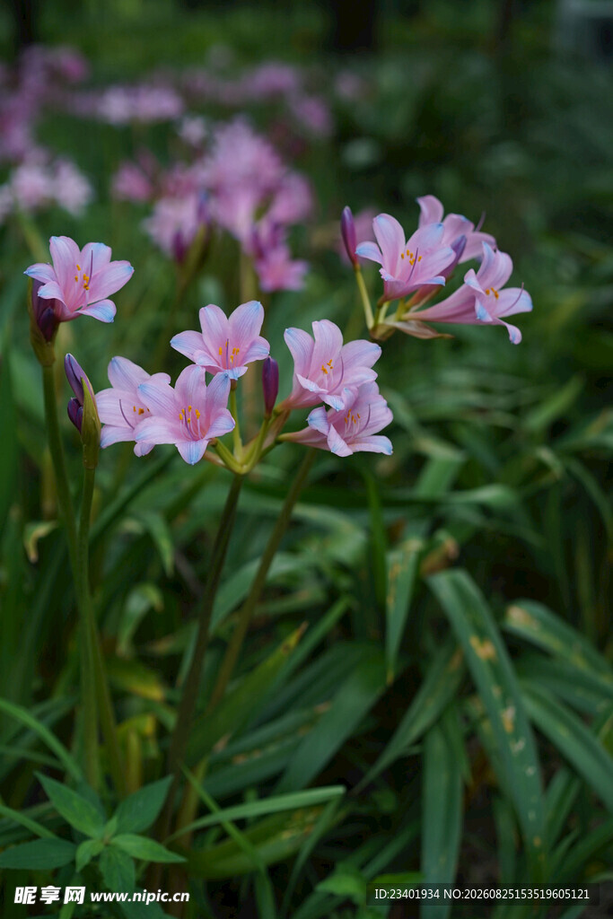 换锦花