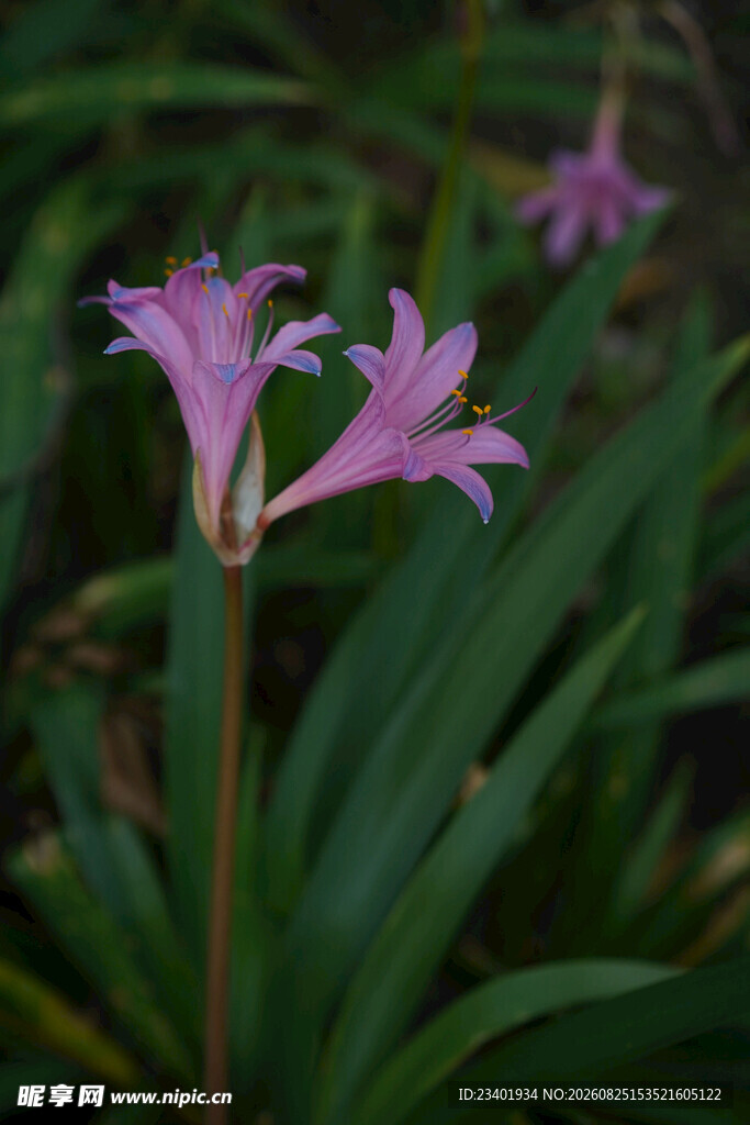 换锦花