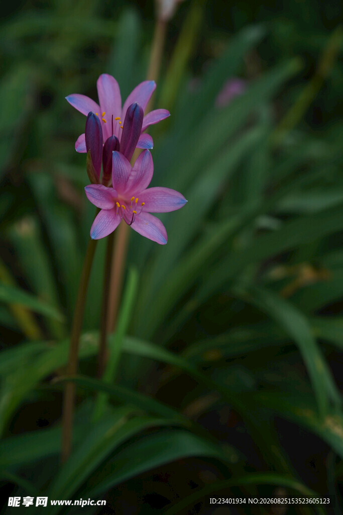 换锦花