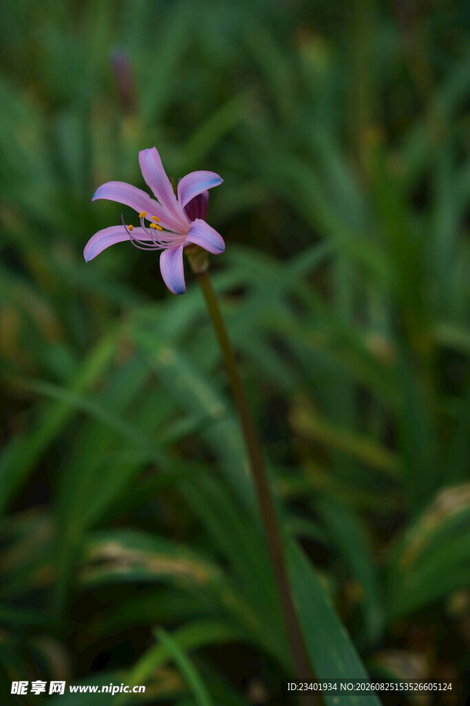 换锦花