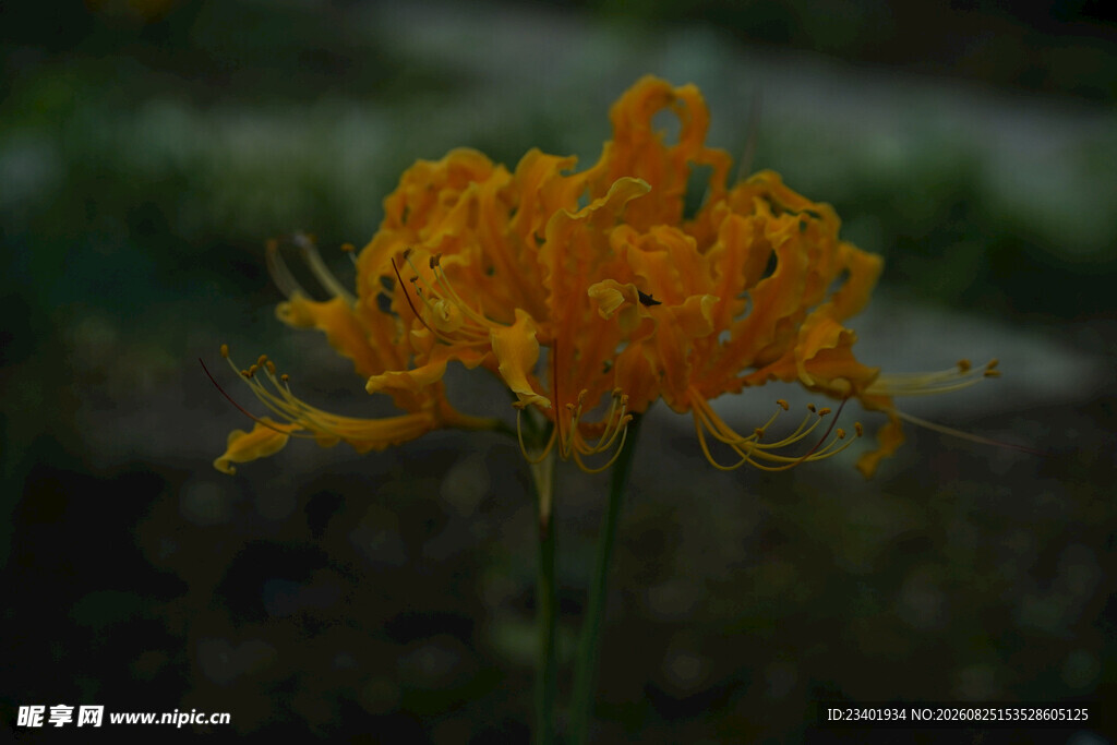 黄色石蒜花