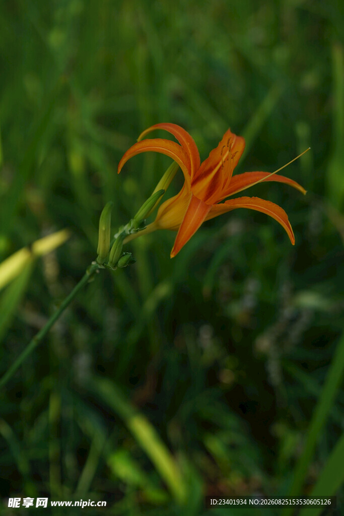 萱草