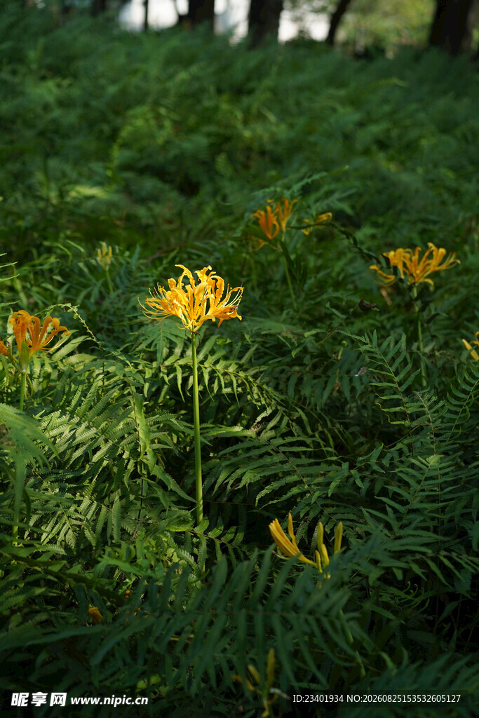 黄花石蒜