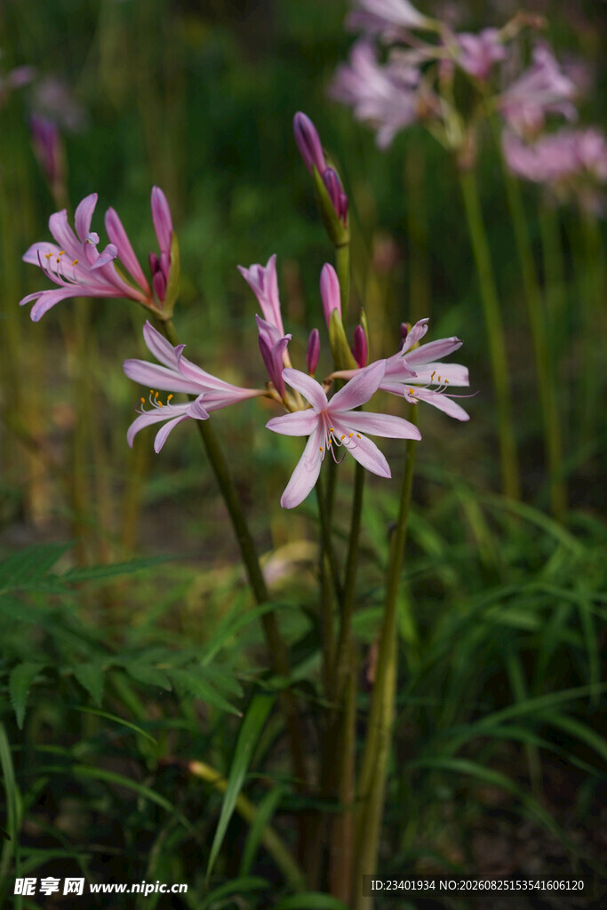 换锦花石蒜花