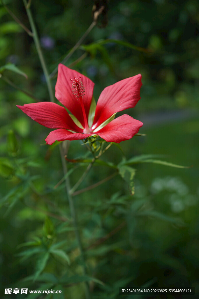 槭葵红秋葵猩红木槿