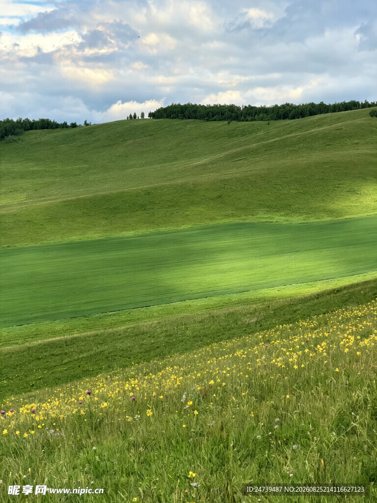 广袤绿野间的灿烂花海