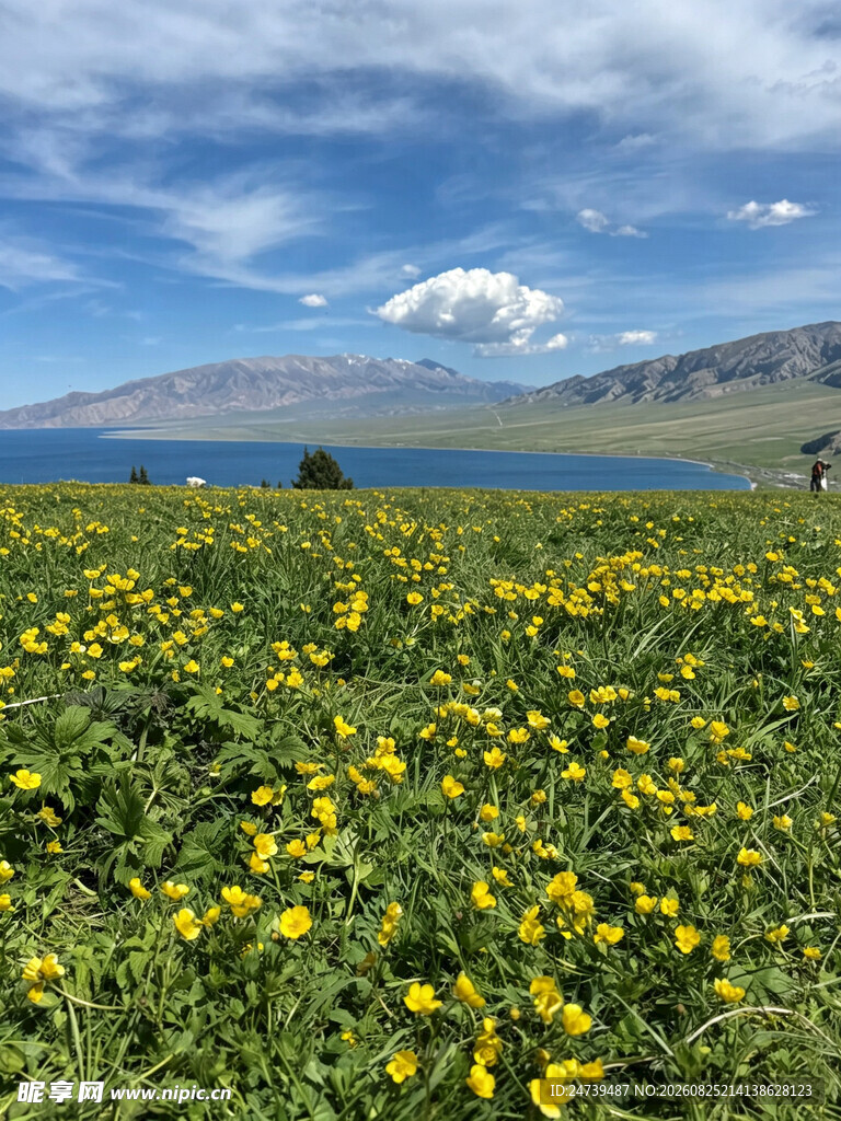 湖畔黄花盛开的美丽原野