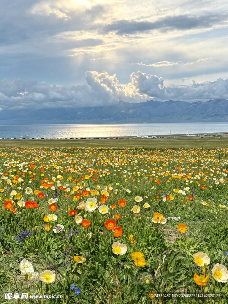 花海美景湖畔绚烂绽放