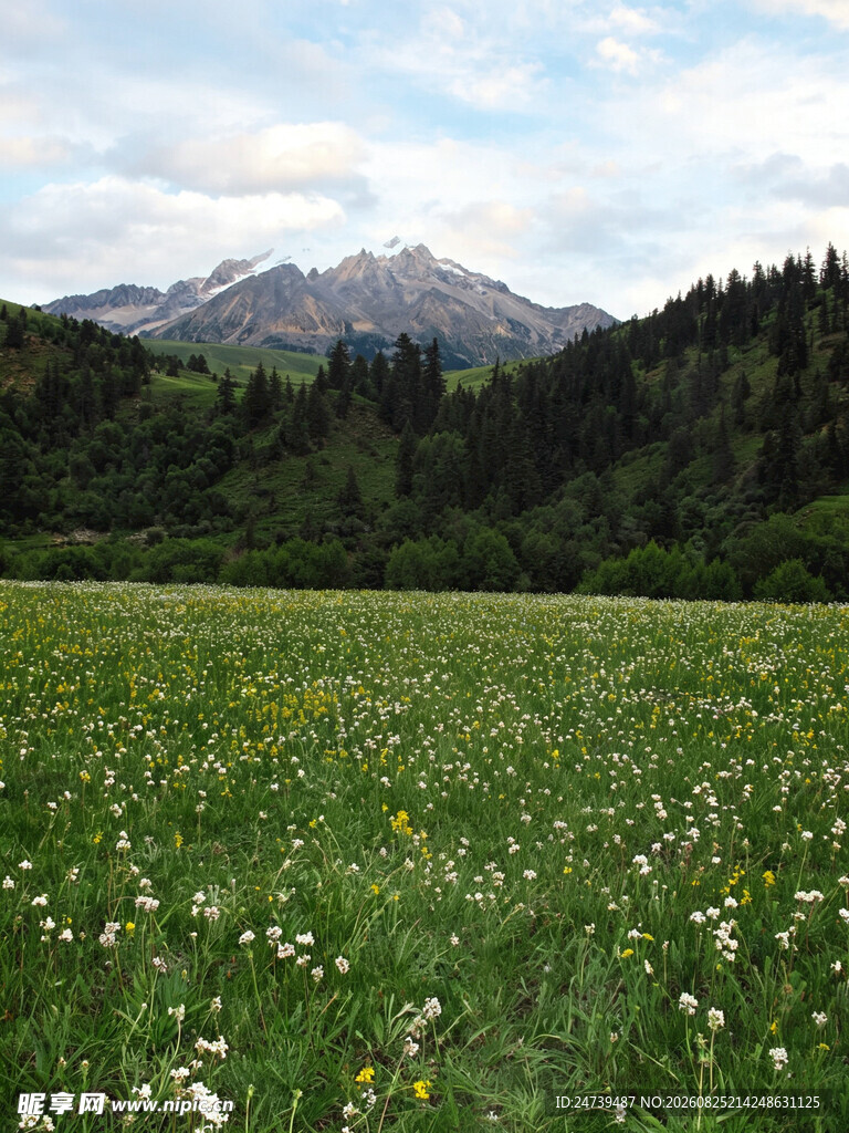 草原风光远山与繁花